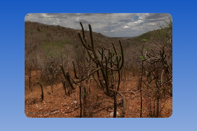 Pesquisa sobre o impacto das mudanças climáticas na caatinga é premiada